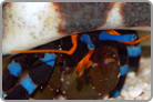 Electric Blue Knuckle Hermit Crab